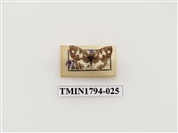 藏品(婆羅洲昆蟲)的圖片